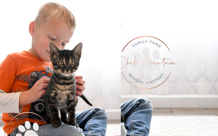 Bengal kitten for sale